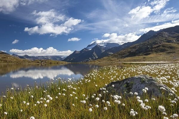 The banks of a lake in Upper Valtellina, by the Gavia Pass, covered in cottongrass (eriophorus), Valtellina, Lombardy, Italy, Europe