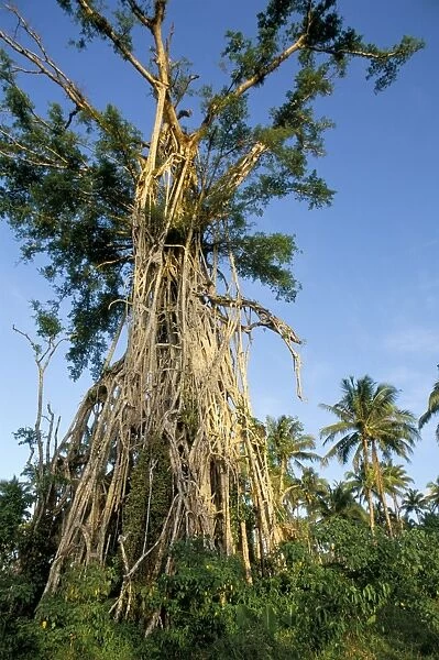 Banyan tree after cyclone hit