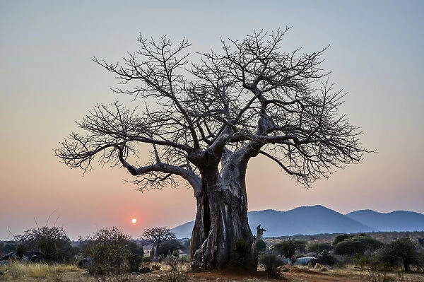Baobab (Adansonia digitata) at sunrise, Ruaha National Park, Tanzania, East Africa