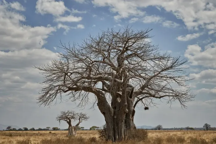 Framed Print : Baobab tree, Ruaha National Park, Tanzania, East Africa, Africa Framed Print : Baobab tree, Ruaha National Park, Tanzania, East Africa, Africa