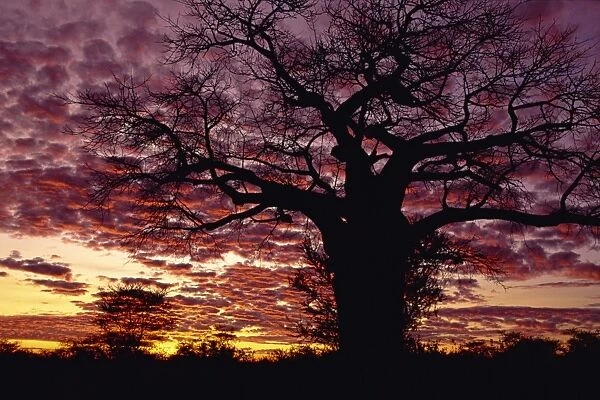 Baobab tree silhouetted by spectacular sunrise
