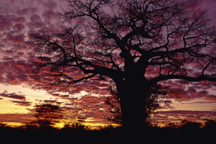 Framed Print : Baobab tree silhouetted by spectacular sunrise Framed Print : Baobab tree silhouetted by spectacular sunrise