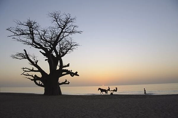 Baobab tree, Sine Saloum Delta, Senegal, West Africa, Africa