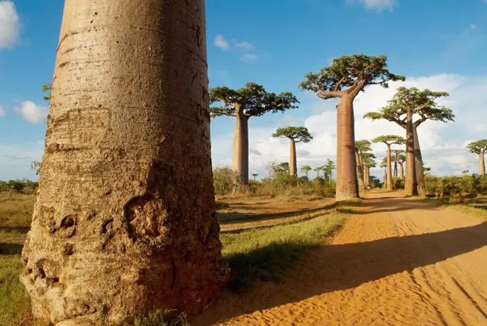 Framed Print : Baobab trees, Morondava, Madagascar, Africa Framed Print : Baobab trees, Morondava, Madagascar, Africa