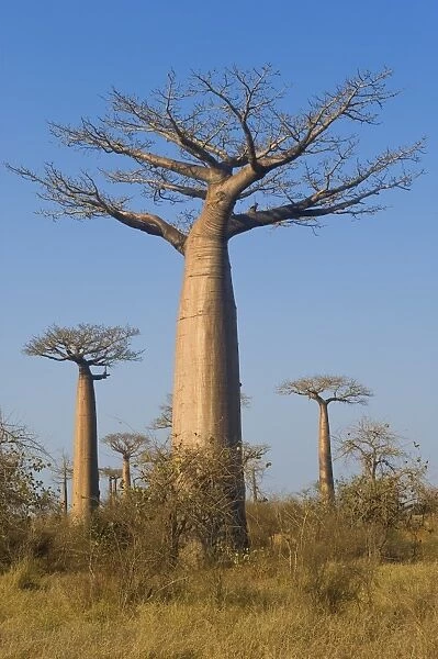 Baobabs (Adansonia Grandidieri), Morondava, Madagascar, Africa