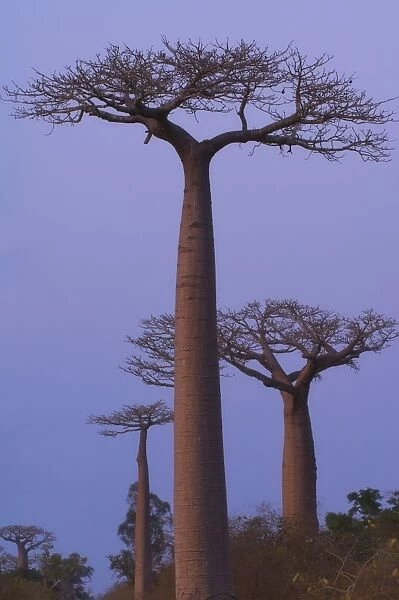 Baobabs (Adansonia Grandidieri) at sunset, Morondava, Madagascar, Africa