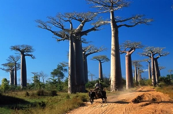 Baobabs (Andansonia grandidieri ), Morondova, Southern Madagascar, Africa