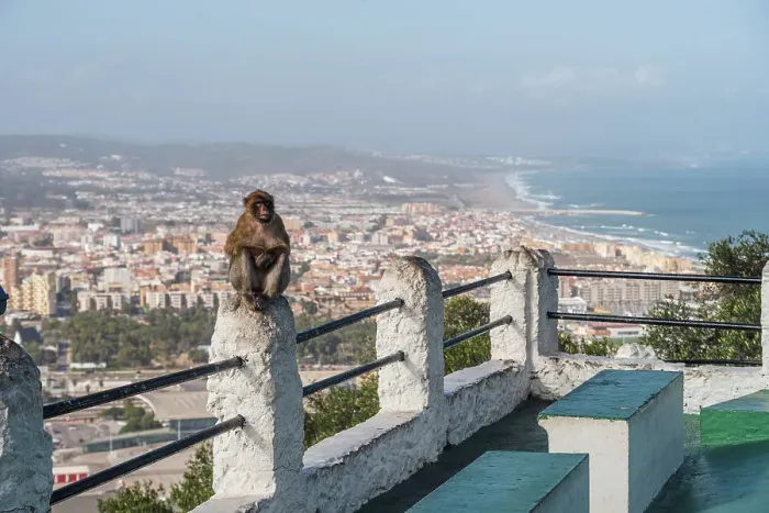 Framed Print : Barbary macaque monkey of Gibraltar in front of the skyline, Gibraltar, Europe Framed Print : Barbary macaque monkey of Gibraltar in front of the skyline, Gibraltar, Europe