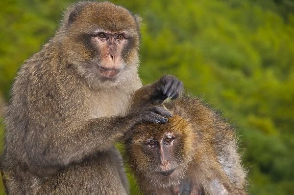 Barbary Macaques (Macaca sylvanus) grooming, Cap Carbon, Bejaia, Kabylia
