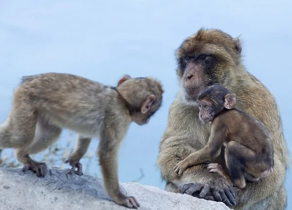Barbary macaques (Macaca sylvanus) interaction, Gibraltar, Europe