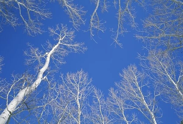 Bare aspen trees against a blue sky in the Dixie National Forest
