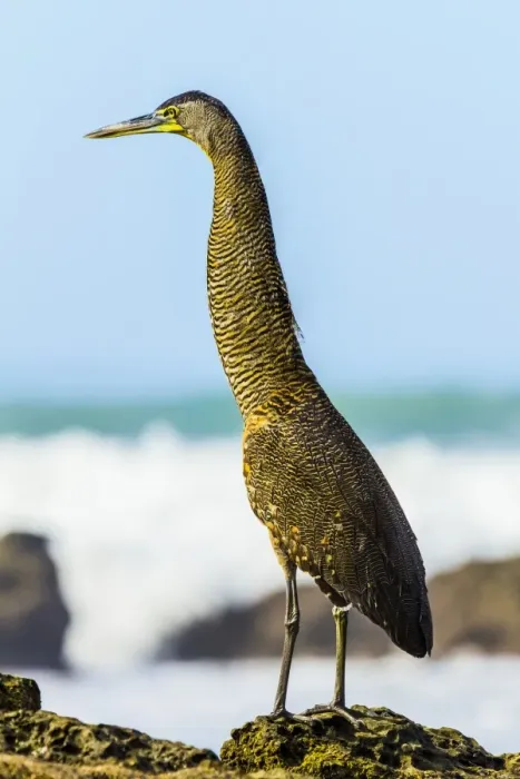 Framed Print : Bare-throated tiger-heron hunting on this south Nicoya Peninsula surf beach, Santa Teresa Framed Print : Bare-throated tiger-heron hunting on this south Nicoya Peninsula surf beach, Santa Teresa