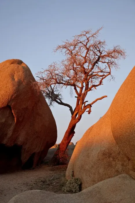 Framed Print : Bare tree among boulders at sunrise, Joshua Tree National Park, California Framed Print : Bare tree among boulders at sunrise, Joshua Tree National Park, California