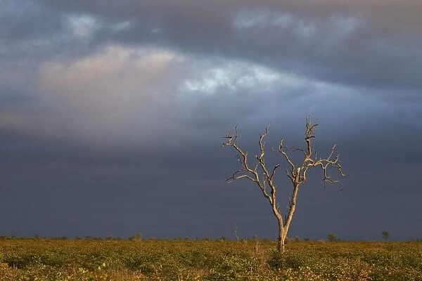 Bare tree with dark clouds, Kruger National Park, South Africa, Africa