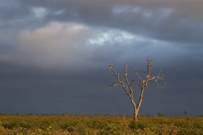 Framed Print : Bare tree with dark clouds, Kruger National Park, South Africa, Africa Framed Print : Bare tree with dark clouds, Kruger National Park, South Africa, Africa
