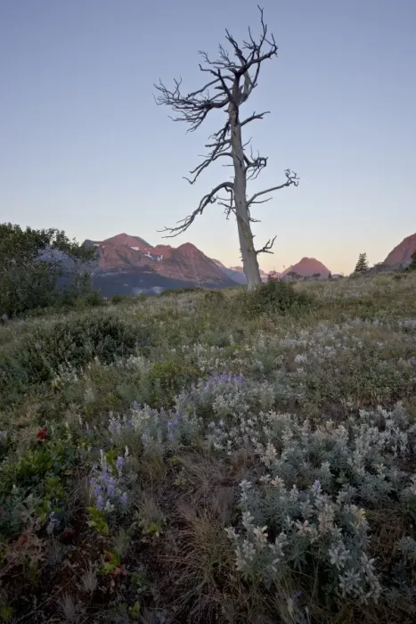 Framed Print : Bare tree and lupine at dawn, Glacier National Park, Montana, United States of America Framed Print : Bare tree and lupine at dawn, Glacier National Park, Montana, United States of America