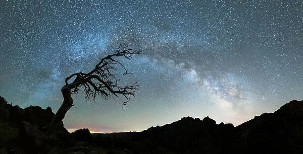 Bare tree under the Milky Way arch in the starry sky over Pico Ruivo mountain, Madeira