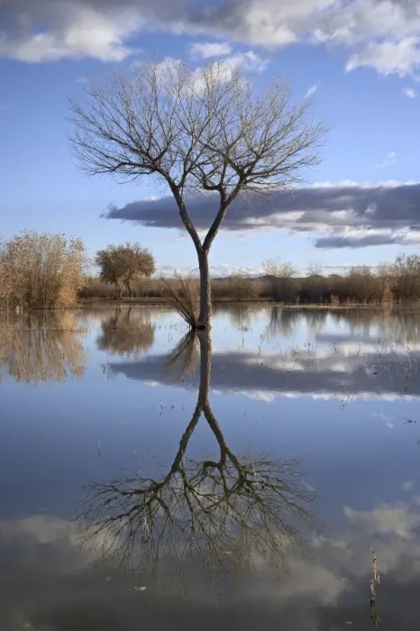 Framed Print : Bare tree reflected in a floodplain Framed Print : Bare tree reflected in a floodplain