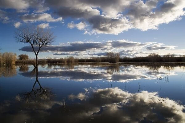 Bare tree reflected in the water of a floodplain