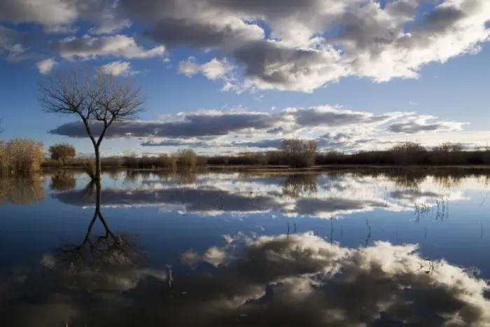 Framed Print : Bare tree reflected in the water of a floodplain Framed Print : Bare tree reflected in the water of a floodplain