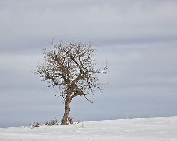 Bare tree in the snow, Uncompahgre National Forest, Colorado, United States of America, North America