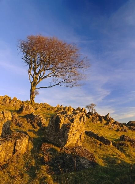 Bare tree on stony outcrop, Parwich, Hartington, Peak District National Park