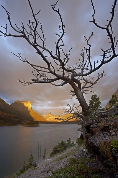 Bare tree at sunrise, St. Mary Lake, Glacier National Park, Montana, United States of America