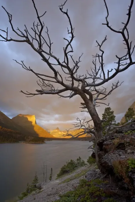 Framed Print : Bare tree at sunrise, St. Mary Lake, Glacier National Park, Montana, United States of America Framed Print : Bare tree at sunrise, St. Mary Lake, Glacier National Park, Montana, United States of America