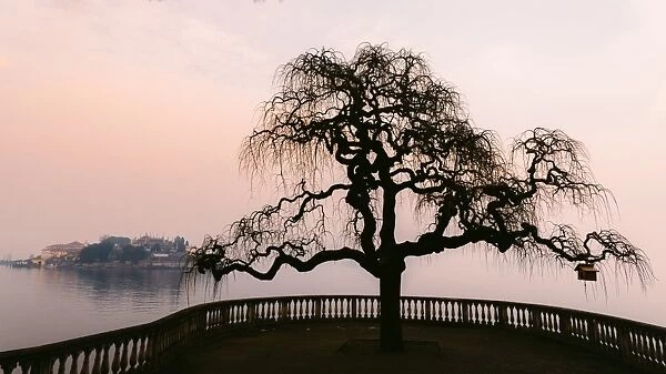 A bare tree at sunset next to Lake Maggiore with Isola Bella in the background, one