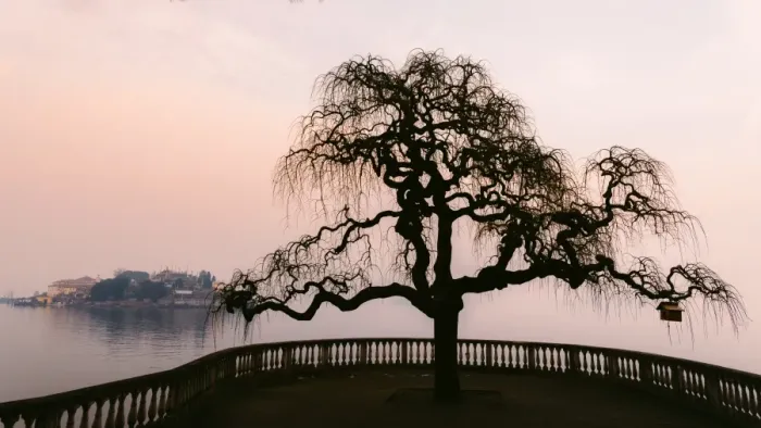 Framed Print : A bare tree at sunset next to Lake Maggiore with Isola Bella in the background, one Framed Print : A bare tree at sunset next to Lake Maggiore with Isola Bella in the background, one