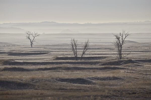 Three bare trees on a hazy morning, Badlands National Park, South Dakota, United States of America
