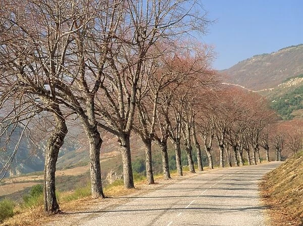 Bare trees line a rural road at Drome, Col de Perty in the Rhone Alpes, France, Europe