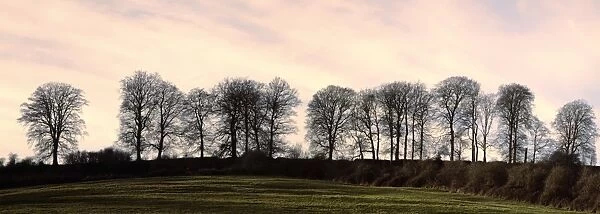 Bare trees on a ridge across a field at sunset, Bourton on the Hill, Gloucestershire
