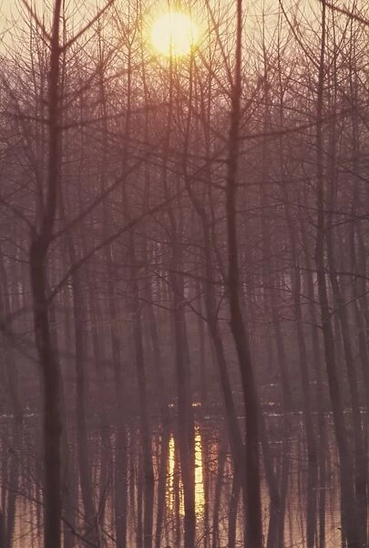 Bare trees silhouetted by winter sunset, and reflected in pond