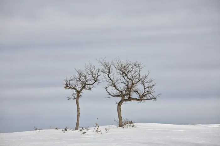 Framed Print : Bare trees in the snow, Uncompahgre National Forest, Colorado, United States of America, North America Framed Print : Bare trees in the snow, Uncompahgre National Forest, Colorado, United States of America, North America