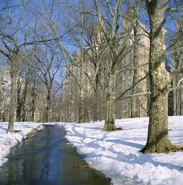 Bare trees and snow in winter in Central Park