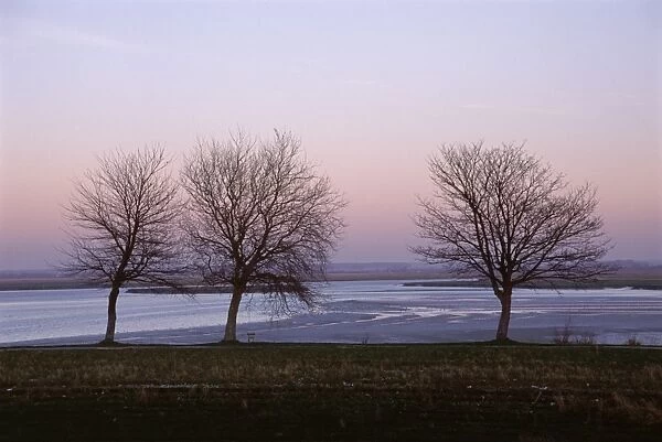 Bare trees in winter, St. Valery sur Somme, River Somme estuary, Picardie (Picardy)
