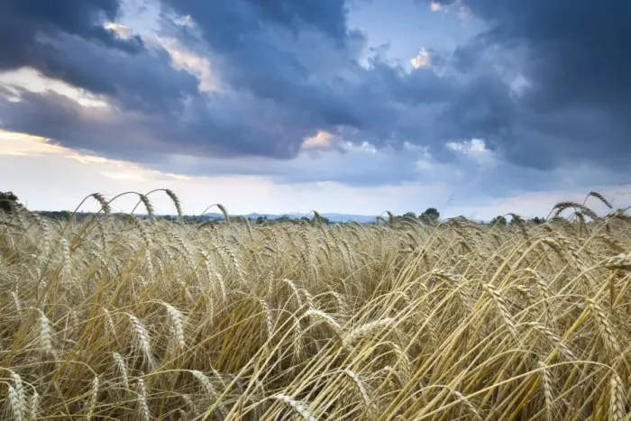 Framed Print : Barley Field (Hordeum vulgare L. ) and clouds, near Vienna, Austria, Europe Framed Print : Barley Field (Hordeum vulgare L. ) and clouds, near Vienna, Austria, Europe