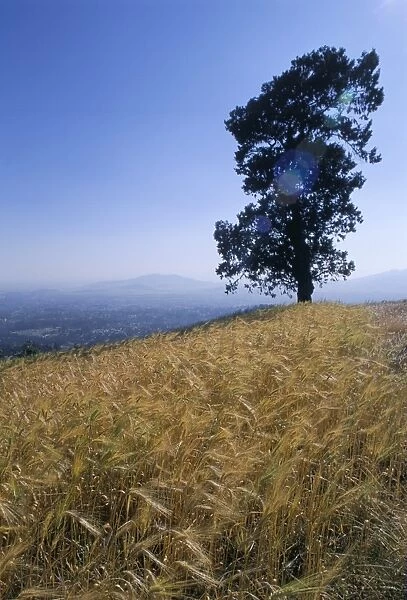 Barley field on the slopes of Entoto, Shoa province, Ethiopia, Africa