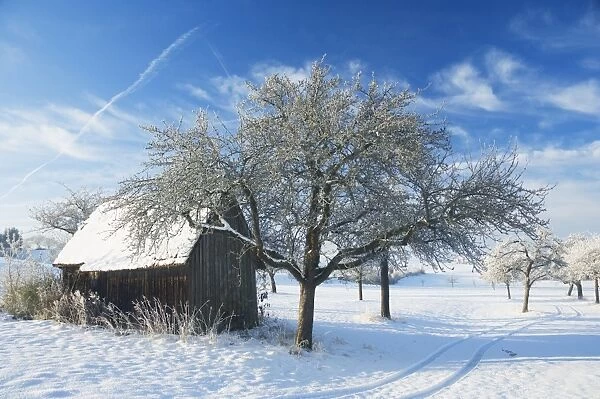 Barn and apple trees in winter