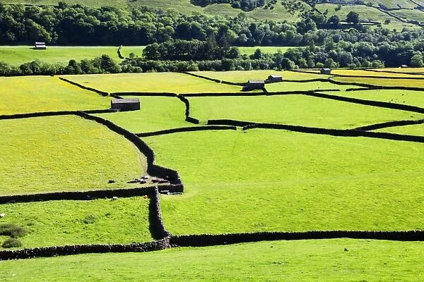 Barn and dry stone walls in meadows at Gunnerside, Swaledale, Yorkshire Dales, Yorkshire, England, United Kingdom, Europe