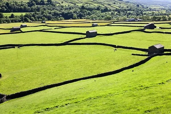 Barn and dry stone walls in meadows at Gunnerside, Swaledale, Yorkshire Dales, Yorkshire, England, United Kingdom, Europe