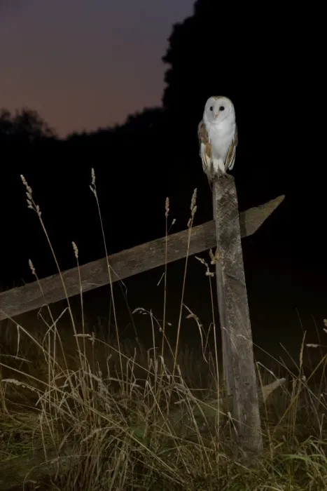 Framed Print : Barn owl perched on an old farm gate, Suffolk, England, United Kingdom, Europe Framed Print : Barn owl perched on an old farm gate, Suffolk, England, United Kingdom, Europe