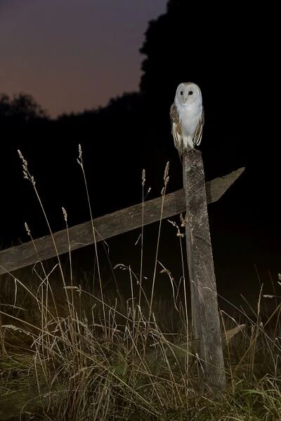 Barn owl perched on an old farm gate, Suffolk, England, United Kingdom, Europe
