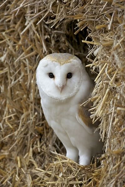Barn owl ( Tyto alba), captive, in bales of straw, Barn Owl Centre, Gloucestershire