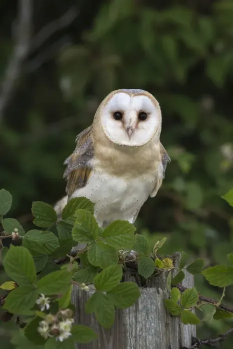 Framed Print : Barn owl (Tyto alba), captive, Cumbria, England, United Kingdom, Europe Framed Print : Barn owl (Tyto alba), captive, Cumbria, England, United Kingdom, Europe