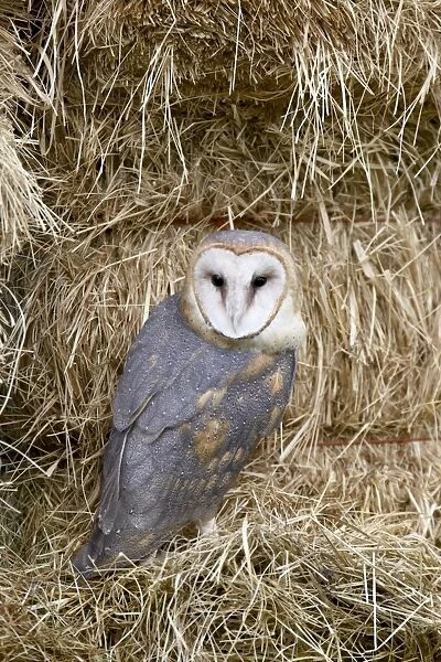 Barn owl (Tyto alba) in captivity on hay bales