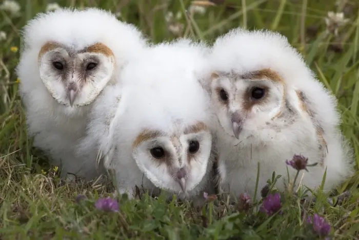 Framed Print : Barn owl (Tyto alba) chicks in captivity, Cumbria, England, United Kingdom, Europe Framed Print : Barn owl (Tyto alba) chicks in captivity, Cumbria, England, United Kingdom, Europe