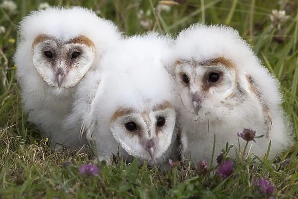 Barn owl (Tyto alba) chicks in captivity, Cumbria, England, United Kingdom, Europe