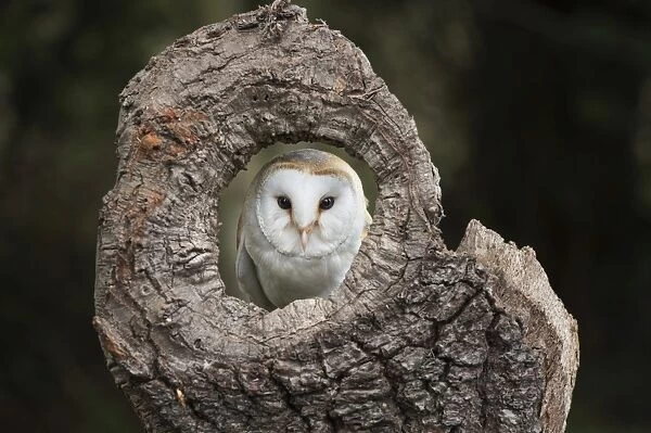 Barn owl (Tyto alba), Herefordshire, England, United Kingdom, Europe